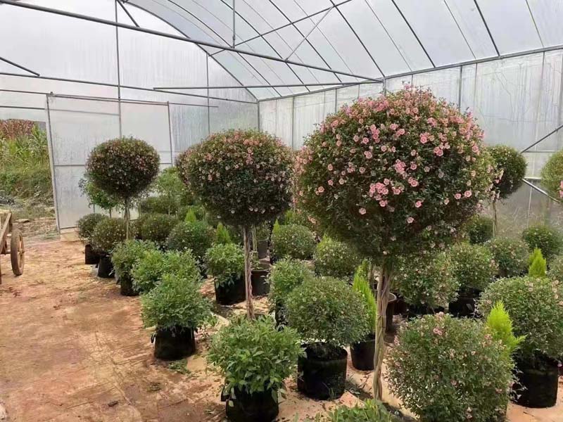 广州专业植物租赁公司为办公室定制合理的绿植租摆方案，价格合理