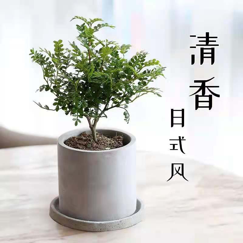 花都区花卉植物租摆付费价钱，广州碧生园定制花卉植物租摆方略