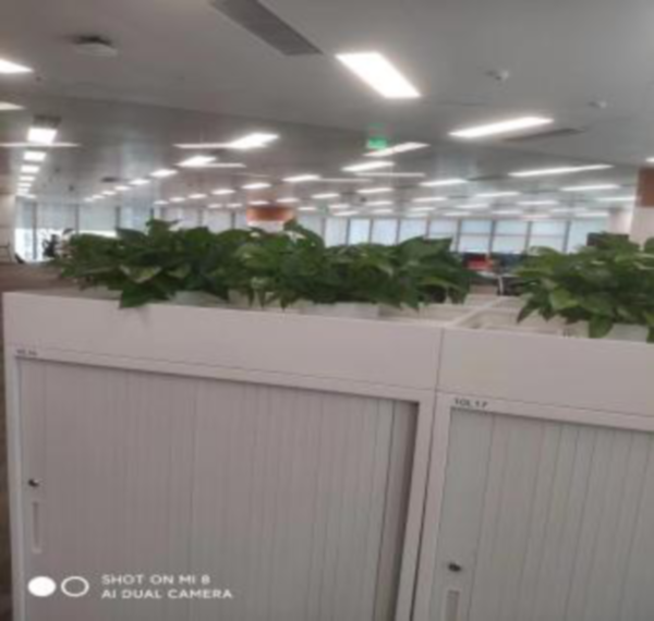 渣打银行绿植租摆