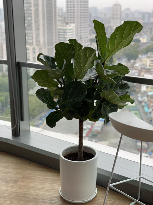 嘉实多（上海）管理有限公司绿植租摆