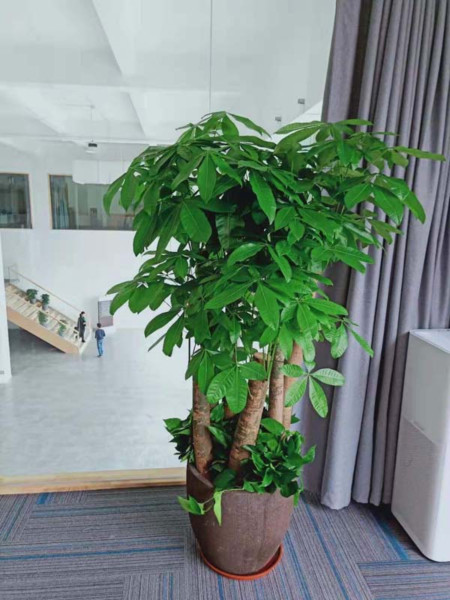 为了优化办公室环境，选择广州植物租赁公司的绿植植物租赁方案！