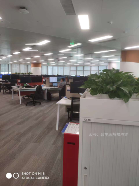 植物租赁公司 植物租赁公司