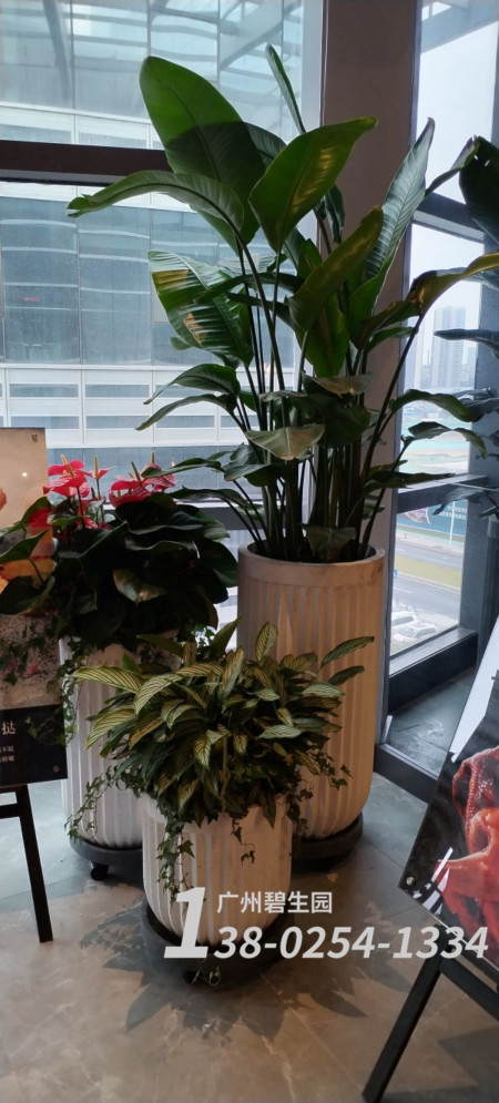 植物租赁公司