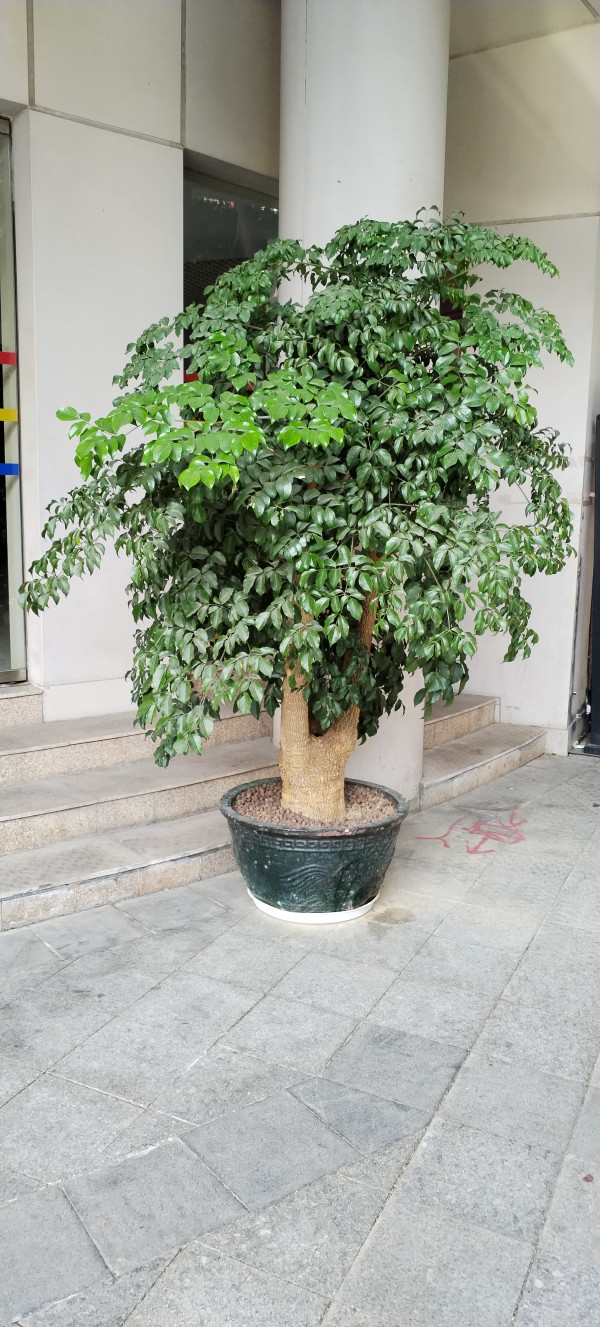 广州海珠区花卉植物租摆公司有哪些？