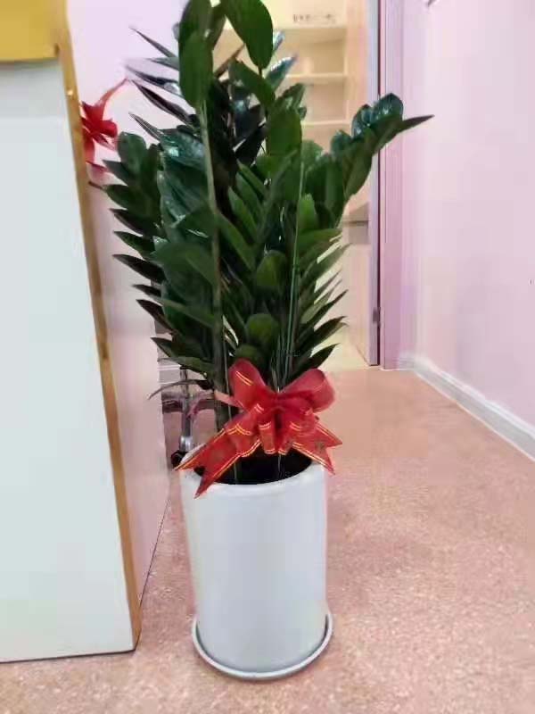 广州天河互联网珠宝公司找绿植租摆公司设计绿植租摆方案费用多少？