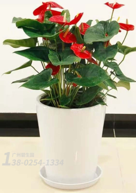 企业绿植租摆，推荐广州植物租赁公司提供符合办公室风格的方案！