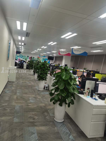 办公室植物租摆方案