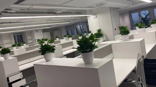 黄埔区学校百合铺排_办公室花卉植物租赁过往事例