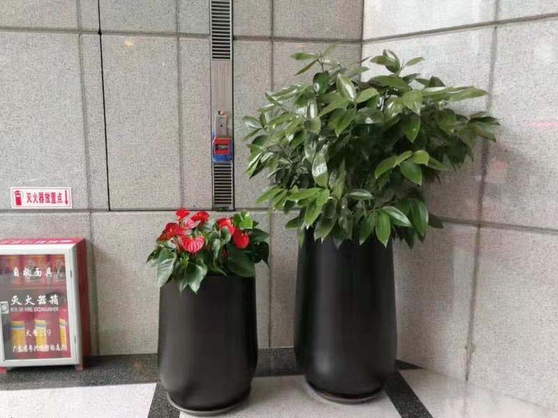 珠宝公司铁艺兰花组合布置示范_越秀绿植租赁哪家能力够强
