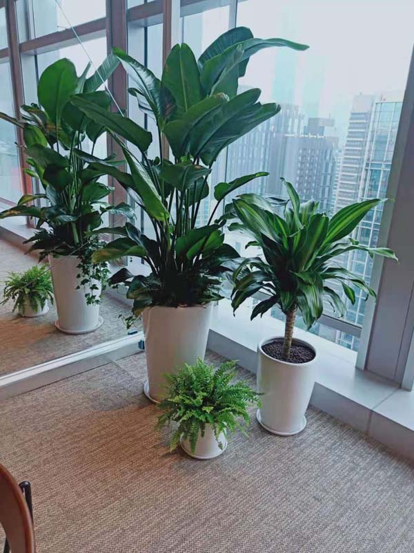 白云区科技公司小橡胶树安排_老板室绿植租摆真实示范