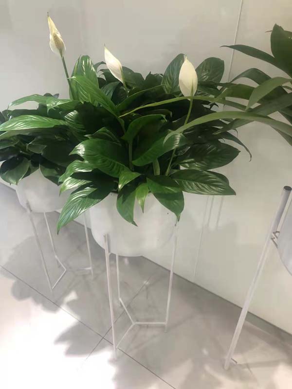 从化区物流公司红星调整_茶水间花卉植物租赁过往示范