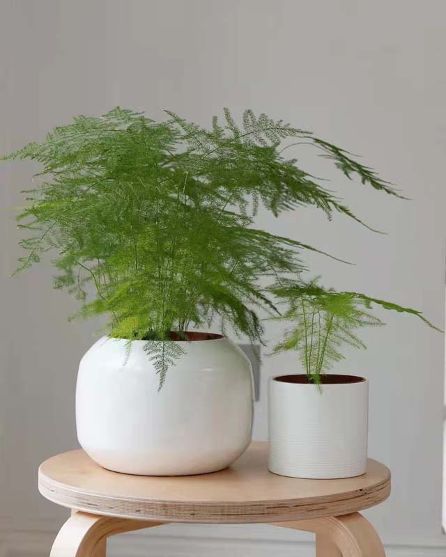 白云植物租摆哪家够有能力_电池公司会议室植物租摆定制