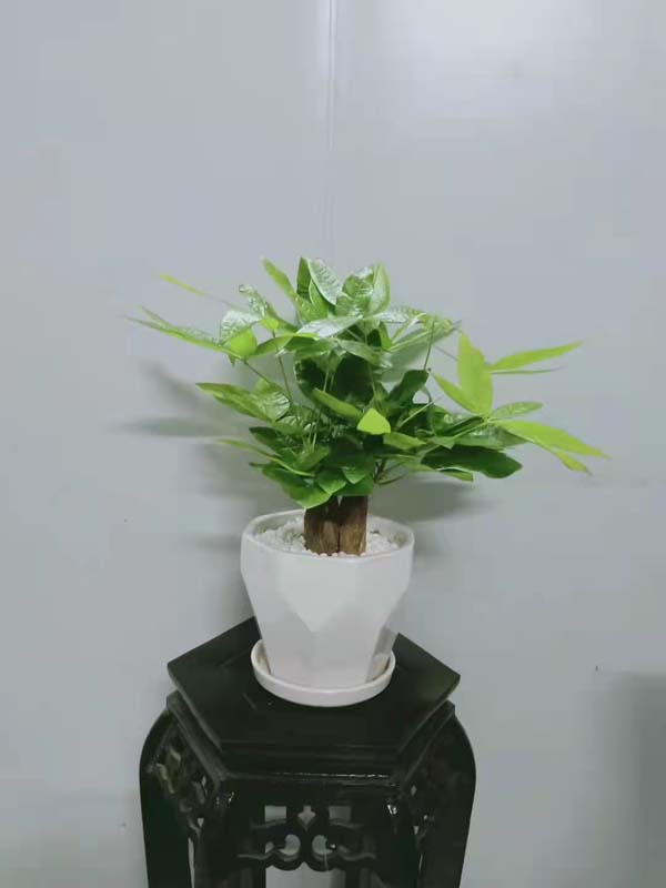 增城植物租摆哪家够厉害_学校科技园区植物租摆拟订