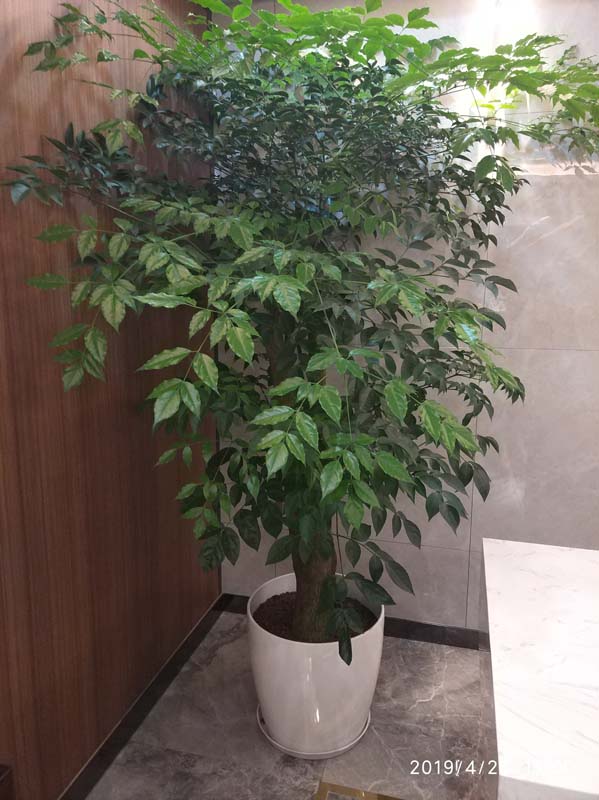 黄埔律师事务所幸福树铺排_茶水间花卉植物租摆案例